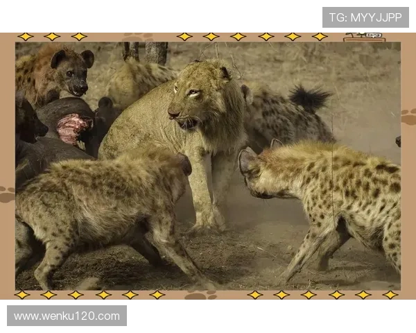 非洲五虎传奇与草原生态保护的探索与启示 - 副本 (5)